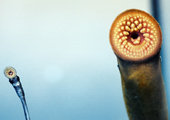 Adult Sea Lamprey on Glass with Transformer 