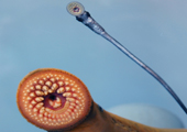 Transformer and Adult Sea Lamprey Mouths