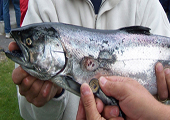 Salmon with Sea Lamprey Wound