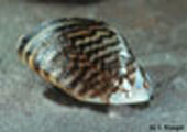 Zebra Mussel 